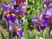 ☀️ Blumen, diverse Stauden! ☀️ Niedersachsen - Lehre Vorschau