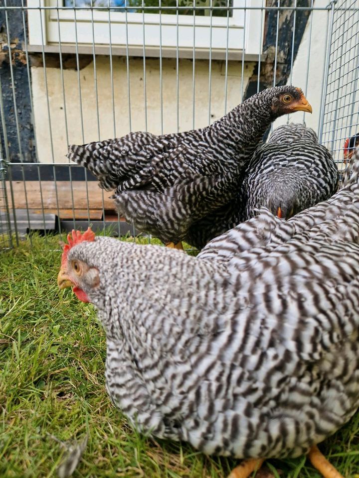 Amrocks Hühner Hennen Hähne in Kreuztal