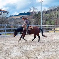wunderschöne Paint Horse Stute, Freizeitpferd Bayern - Missen-Wilhams Vorschau
