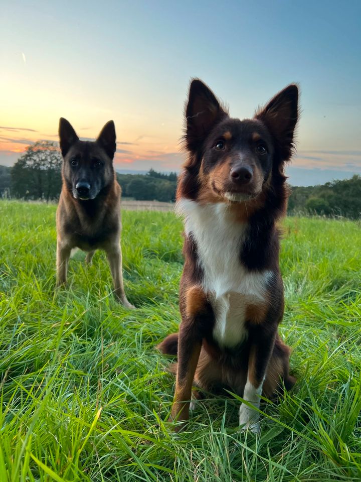 Charly's Pup Club - Hundetraining & Dogwalking in Wiesbaden