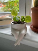 Blumentopf | Übertopf | Zimmerpflanze | Ufopflanze | Pilea Köln - Zollstock Vorschau