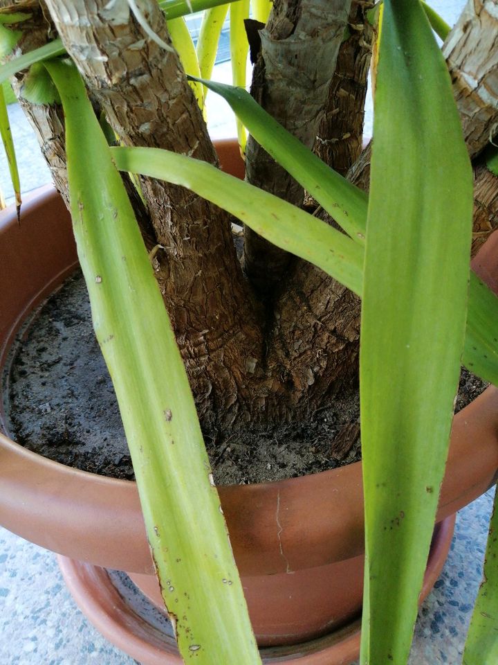 Yucca Palme in Herzogenaurach