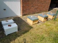Jungvölker - Bienenvölker 2024 auch mit Ablegerkiste Nordrhein-Westfalen - Erkelenz Vorschau