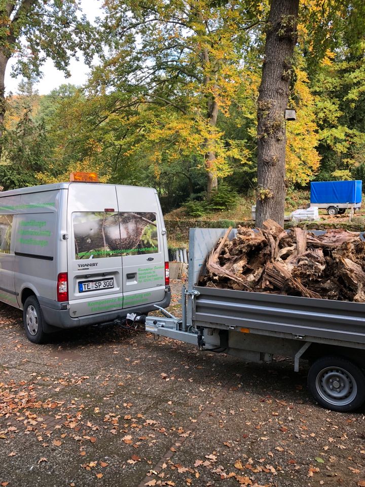 Baumfällung Rückschnitte Baumpflege Wurzelfräsen in Saerbeck