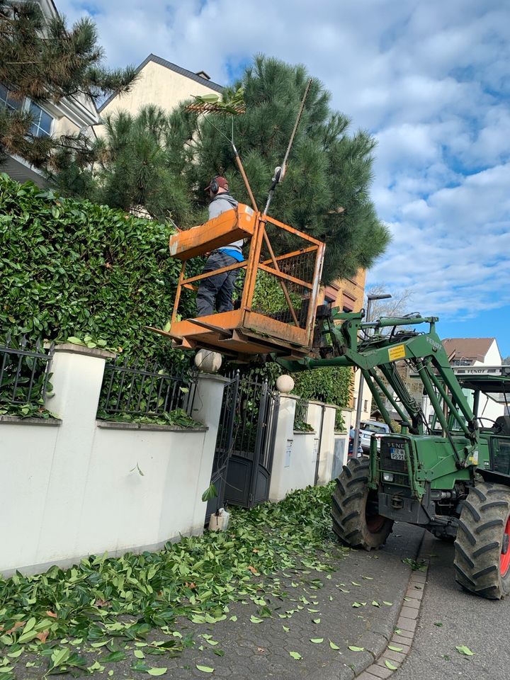 Gartenbau/Gartenarbeiten / Baumpflege / Landschaftspflege/ in Trier