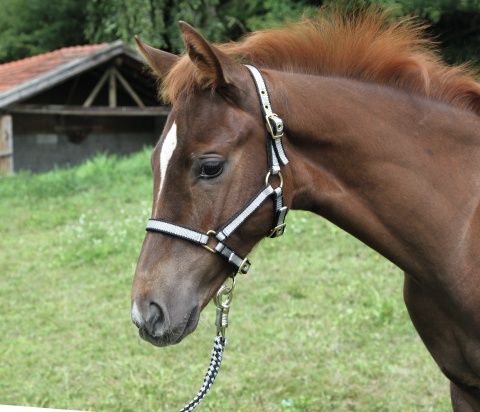 Fohlenhalfter Exclusiv in Gunningen