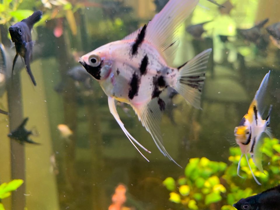 ❤️ Viele schwarze und Gold Skalar Jungtiere Aquarium Fische in Stuttgart