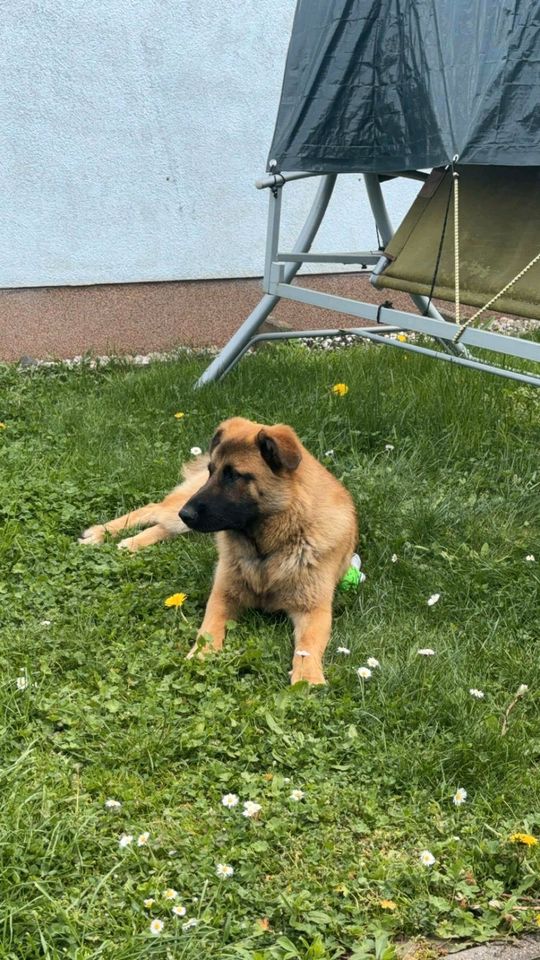 Schäferhund Janus sucht neues liebevolles Zuhause in Leipzig