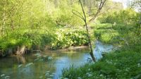 Fischereirecht, Angel-Gewässer, Bach zu verpachten Bayern - Altenstadt an der Waldnaab Vorschau