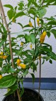 "Citron Chili" Samen Chemnitz - Ebersdorf Vorschau