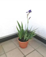 Großer Topf, Schwertlilien, lila, Duftpflanze Bayern - Vierkirchen Vorschau