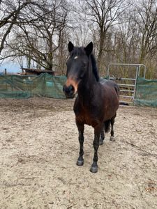 Reitbeteiligung Pferd in Bonn | eBay Kleinanzeigen ist jetzt Kleinanzeigen
