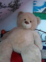 XXL Teddybär Kreis Pinneberg - Tangstedt Vorschau