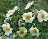 ❤ Pimpinellenrose Bibernellrose ‼rosa spinosa pimpinellifolia Sachsen - Pulsnitz Vorschau