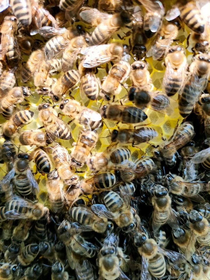 Bienen Ableger  auf Zander (Jungvölker) in Dortmund