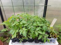Bio Tomatenpflanzen Green Zebra, Yellow Submarine u.a. Bayern - Oberleichtersbach Vorschau
