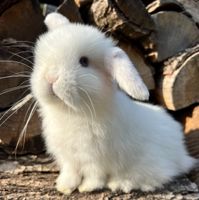 Mini Lop Häsin blaue Augen Zwergkaninchen Zwergwidder Leipzig - Plagwitz Vorschau