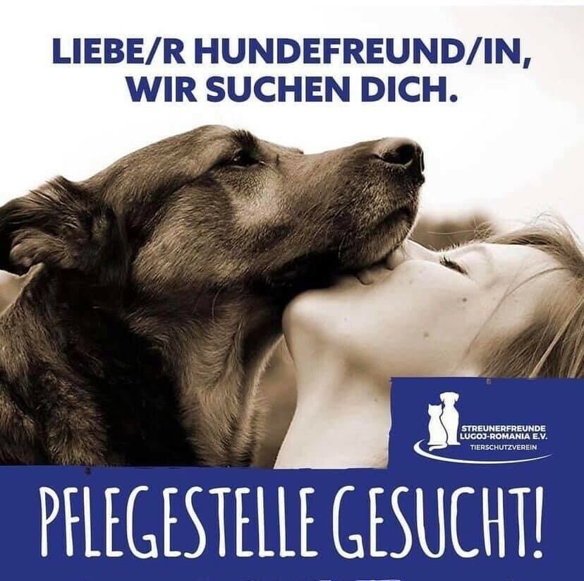 Pflegestelle für Hunde gesucht in Fellbach