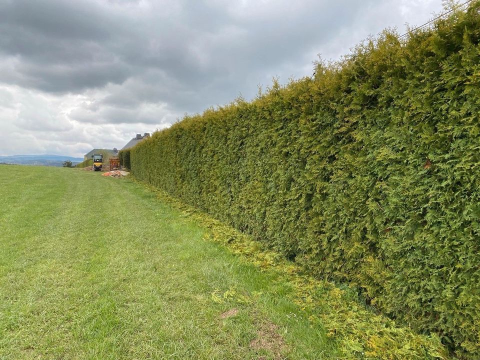 Baumpflege Häckseln Baumfällung Bagger Rasen Hecke Gartenpflege in Zwickau