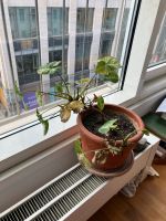 Zimmerpflanze / Philodendron mit Topf Berlin - Mitte Vorschau