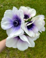 Anemone 'Rainbow Blue & White' Knolle ital. Sorte exklusiv Nürnberg (Mittelfr) - Aussenstadt-Sued Vorschau