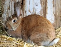 3 Kaninchen weiblich Sicke Hase Häsin Japaner Thüringen - Kammerforst Vorschau