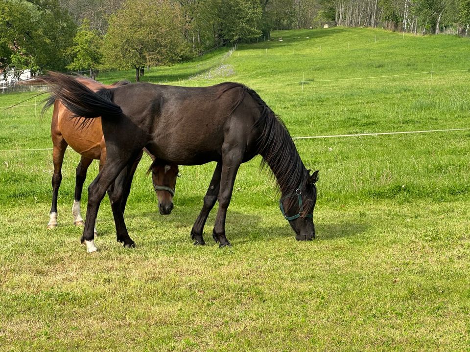 two black arabien perls / in Rochlitz