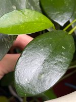 Hoya diversifolia Steckling Hessen - Darmstadt Vorschau