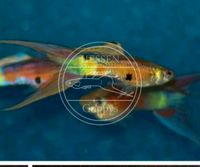 Hochzuchtguppys Doppelschwert grau/neon, Guppy, Guppys Hessen - Hohenahr Vorschau