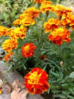 Tagetes Studentenblumen Türkische Nelke Hessen - Hofgeismar Vorschau