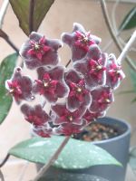 Ableger bewurzelt Hoya pubicalix 'Royal Hawaiin Purple' Rheinland-Pfalz - Hauptstuhl Vorschau