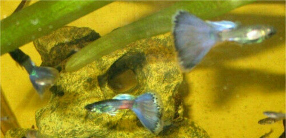 Guppy (Poecilia reticulata) abzugeben - v. a. Jungs in Dresden