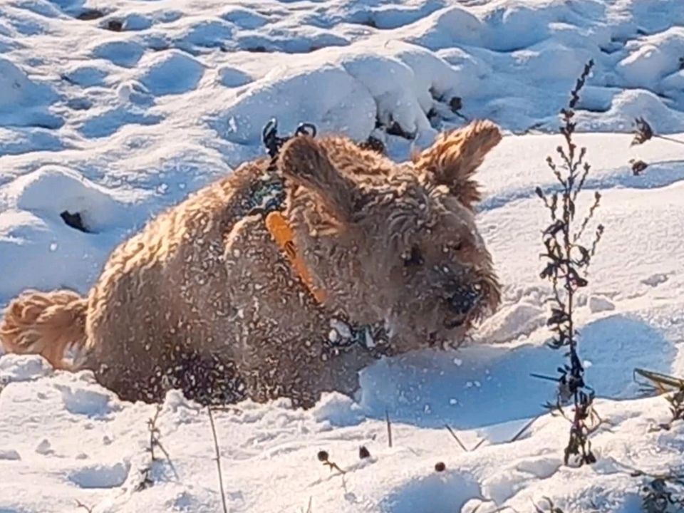 Hundefreunde aufgepasst! in Stadtlauringen