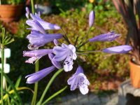 Agapanthus PETER PAN mit Blüte, kleinbleibend und gut wüchsig Schleswig-Holstein - Seedorf Vorschau