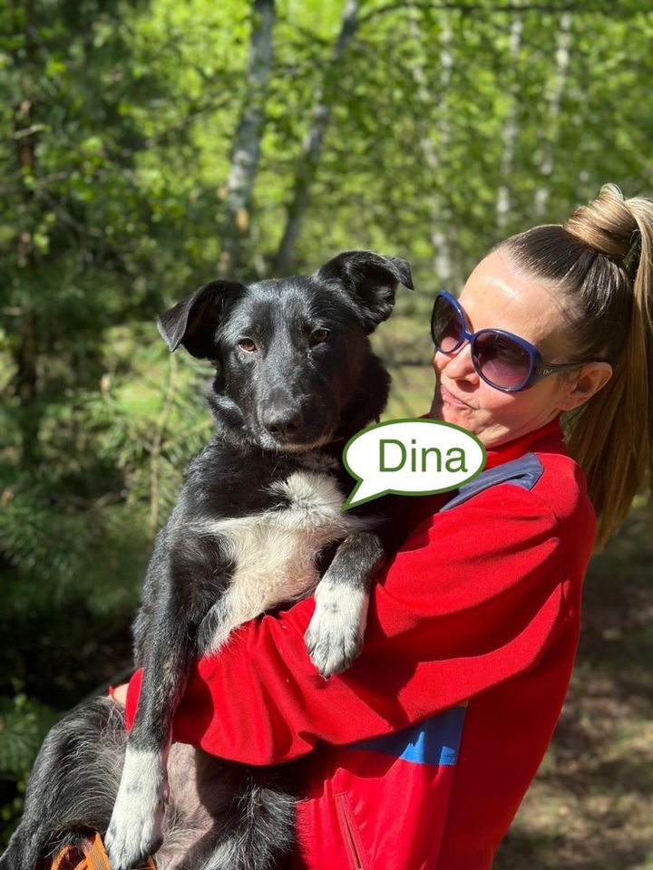 Tierschutz - Zärtliches und liebevolles Mädchen Dina! in Hamburg
