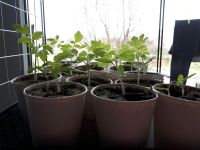 Tomatenpflanzen, es sind zu viele Sachsen-Anhalt - Aken Vorschau