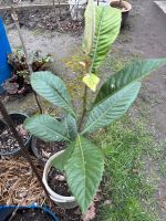 Japanische Wollmispel Baum Obstbaum Duisburg - Duisburg-Süd Vorschau