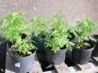 Artemisia annua, Einjähriger Beifuß Nordrhein-Westfalen - Hille Vorschau