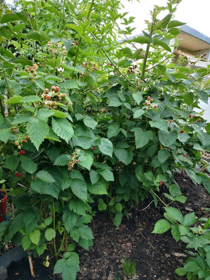 Brombeeren Pflanzen Strauch Garten Brombeerpflanze Hecke sichtsch in Hennigsdorf