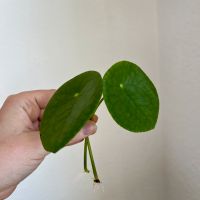 Pilea - Ableger Baden-Württemberg - Asperg Vorschau