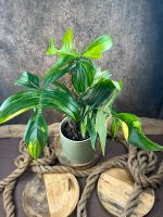 Philodendron Florida Beauty TOP GENETIK NEW Dresden - Pieschen Vorschau