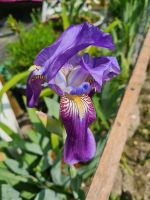 Blumenpflanze IRIS Dortmund - Huckarde Vorschau