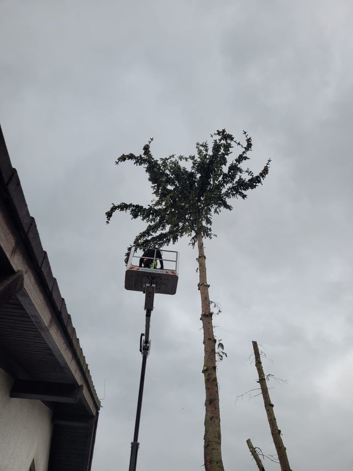 Baumfällung in Ober-Ramstadt