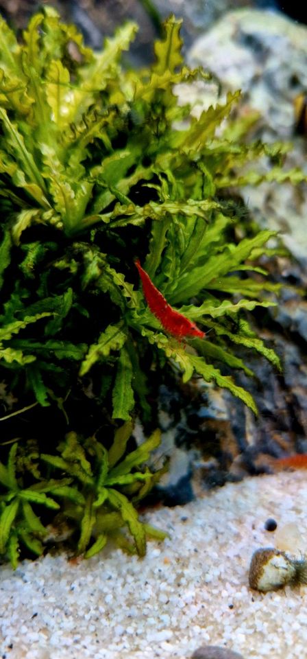 Red Fire Garnelen für Aquarium |Aquascape | Nano Cube | Scape in Bernburg (Saale)