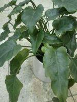 Philodendron Syngonium Atom Grünpflanze Pflanze  grün Hessen - Darmstadt Vorschau