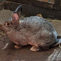 Mix Kaninchen Häsin aus Helle Großsilber x Weißer Neuseeländer Thüringen - Großenstein Vorschau