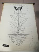 Plakat 'Schema einer Blütenpflanze', (ehemaliges Schulplakat) Sachsen - Thum Vorschau