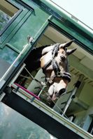 Pferdepfleger in Vollzeit gesucht (Reitanlage mit 18 Pferden) Bayern - Obertraubling Vorschau