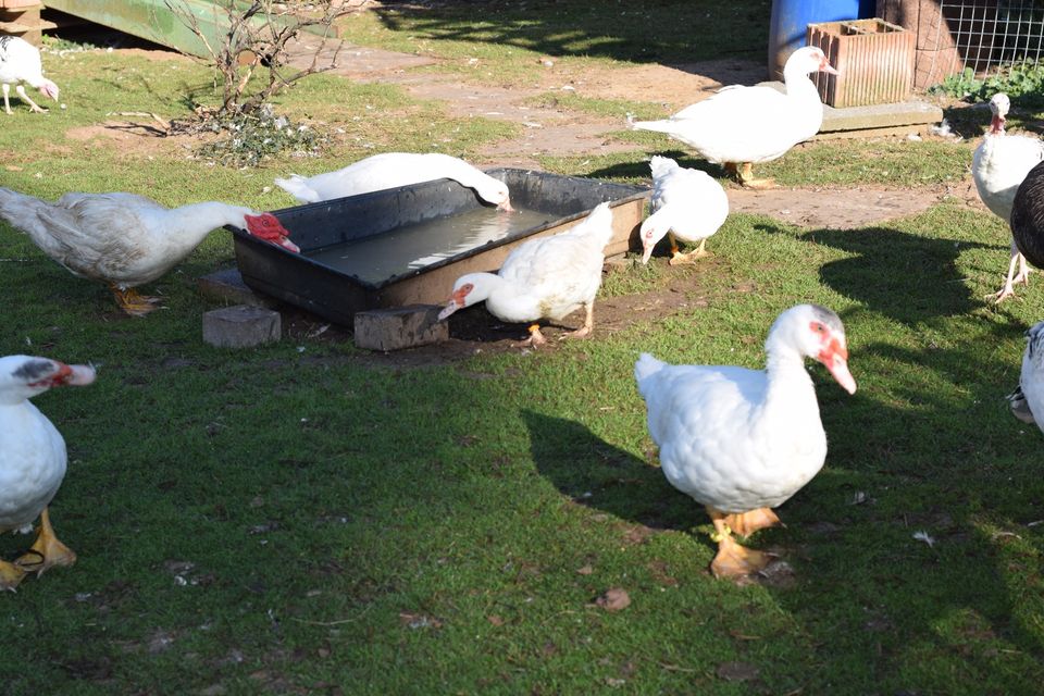 Flugenten, Warzenenten weiß in Alzenau