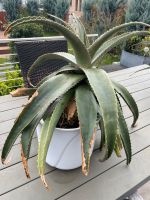 Aloe Vera Pflanze Groß Baden-Württemberg - Kenzingen Vorschau